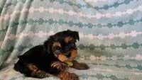Light Green, a female Yorkshire Terrier for sale in Winchester, IN – Photo 9 of 10