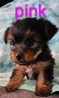 Light Green, a female Yorkshire Terrier for sale in Winchester, IN – Photo 1 of 10