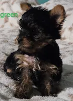 Green Male, a male Yorkshire Terrier for sale in Winchester, IN – 6 of 8
