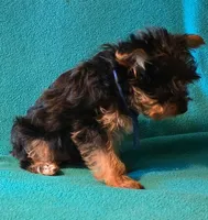 Blue , a male Yorkshire Terrier for sale in Winchester, IN – 7 of 10