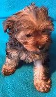 Yellow, a female Yorkshire Terrier for sale in Winchester, IN – 3 of 9