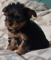 Teal Boy, a male Yorkshire Terrier for sale in Winchester, IN – 10 of 10