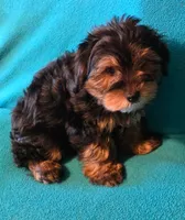 Orange, a male Yorkshire Terrier for sale in Winchester, IN – 9 of 9