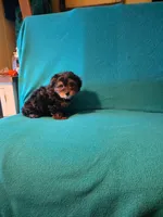 Bronze, a male Yorkshire Terrier for sale in Winchester, IN – 2 of 7