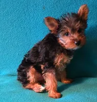 Purple , a female Yorkshire Terrier for sale in Winchester, IN – 9 of 9