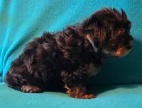 Orange, a male Yorkshire Terrier for sale in Winchester, IN – 2 of 9