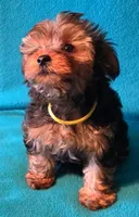 Yellow, a female Yorkshire Terrier for sale in Winchester, IN – 8 of 9