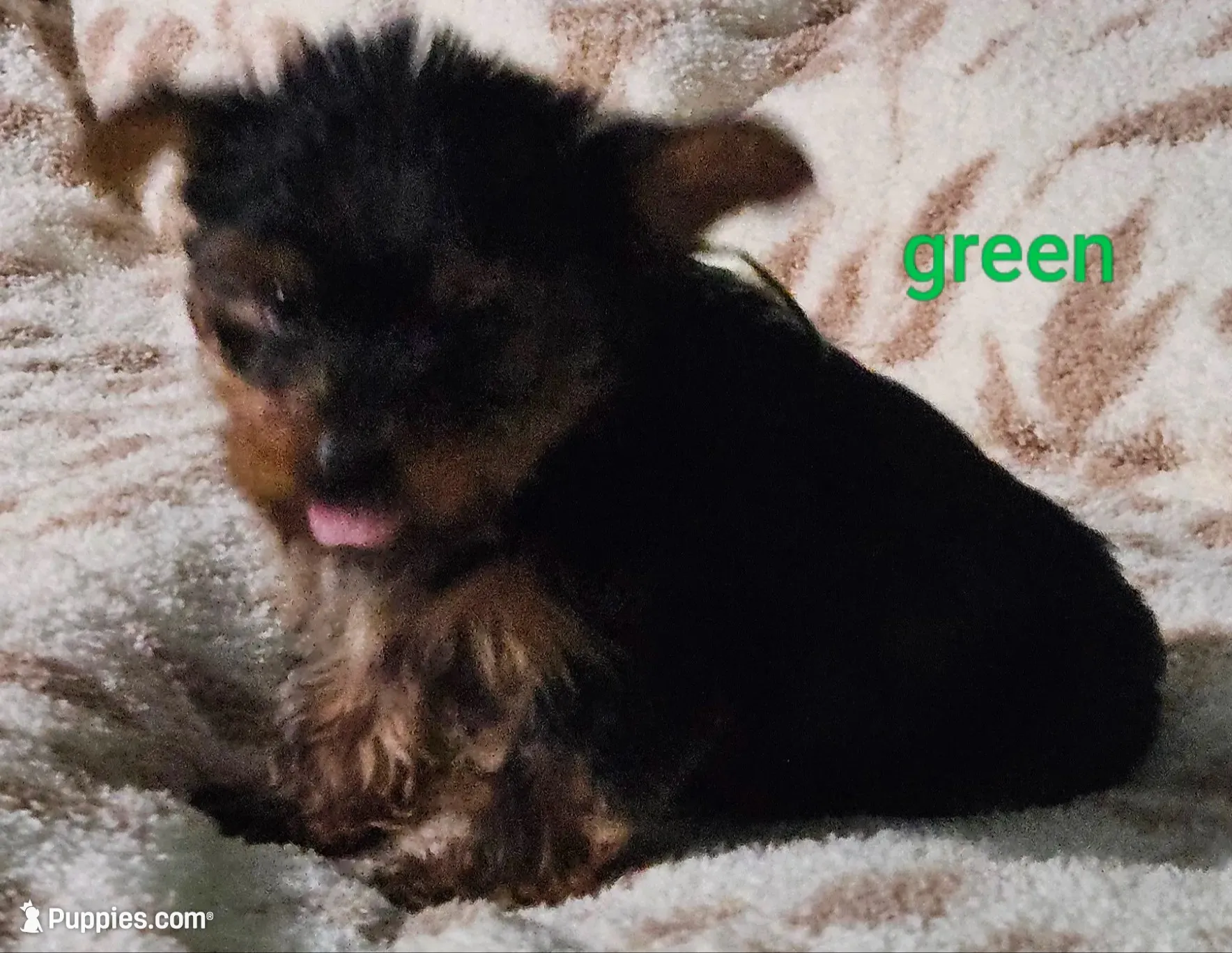 Green Male, a male Yorkshire Terrier for sale in Winchester, IN – 1 of 8