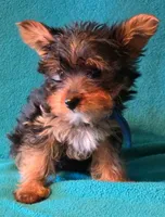 Blue , a male Yorkshire Terrier for sale in Winchester, IN – 4 of 10