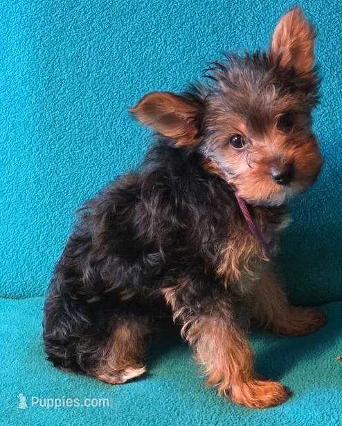 Purple  – Yorkshire Terrier puppy for sale in Winchester, IN