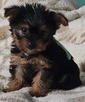 Teal Boy, a male Yorkshire Terrier for sale in Winchester, IN – 6 of 10