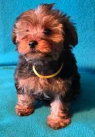 Yellow, a female Yorkshire Terrier for sale in Winchester, IN – 7 of 9