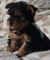 Teal Boy, a male Yorkshire Terrier for sale in Winchester, IN – 5 of 10