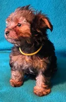 Yellow, a female Yorkshire Terrier for sale in Winchester, IN – 9 of 9