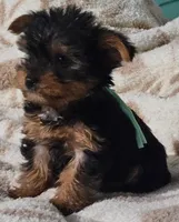 Teal Boy, a male Yorkshire Terrier for sale in Winchester, IN – 9 of 10