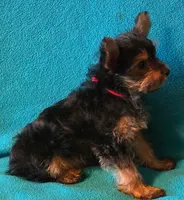 Red, a male Yorkshire Terrier for sale in Winchester, IN – 4 of 7