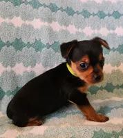 Lime Green, a male Yorkshire Terrier for sale in Winchester, IN – Photo 1 of 7