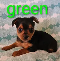 Lime Green, a male Yorkshire Terrier for sale in Winchester, IN – Photo 2 of 7