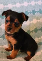 Lime Green, a male Yorkshire Terrier for sale in Winchester, IN – Photo 4 of 7