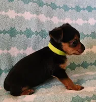Lime Green, a male Yorkshire Terrier for sale in Winchester, IN – Photo 3 of 7
