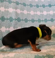 Lime Green, a male Yorkshire Terrier for sale in Winchester, IN – Photo 5 of 7