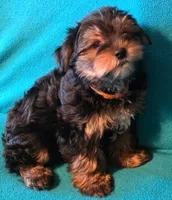 Orange, a male Yorkshire Terrier for sale in Winchester, IN – 3 of 9
