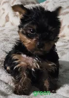 Green Male, a male Yorkshire Terrier for sale in Winchester, IN – 7 of 8
