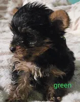 Green Male, a male Yorkshire Terrier for sale in Winchester, IN – 8 of 8