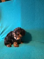 Bronze, a male Yorkshire Terrier for sale in Winchester, IN – 5 of 7