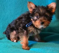 Blue , a male Yorkshire Terrier for sale in Winchester, IN – 6 of 10