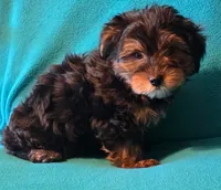 Orange, a male Yorkshire Terrier for sale in Winchester, IN – 5 of 9