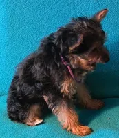 Purple , a female Yorkshire Terrier for sale in Winchester, IN – 7 of 9
