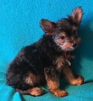 Red, a male Yorkshire Terrier for sale in Winchester, IN – 3 of 7
