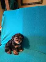 Bronze, a male Yorkshire Terrier for sale in Winchester, IN – 6 of 7