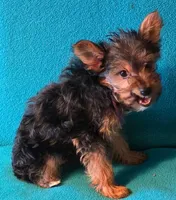 Purple , a female Yorkshire Terrier for sale in Winchester, IN – 3 of 9