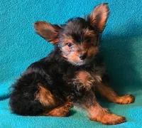 Red, a male Yorkshire Terrier for sale in Winchester, IN – 6 of 7