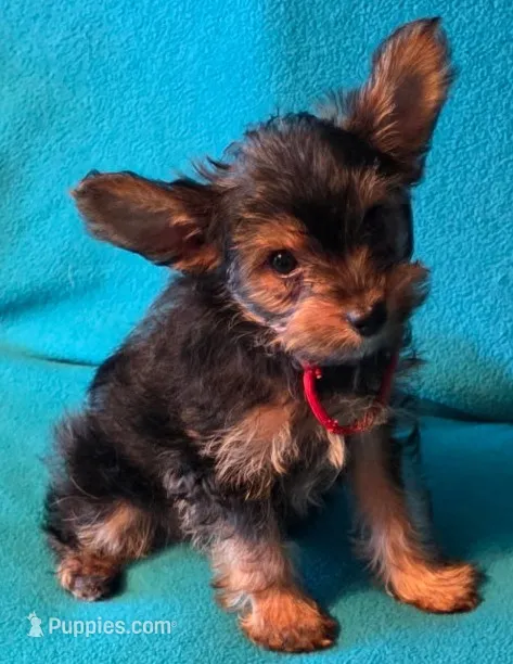 Red – Yorkshire Terrier puppy for sale in Winchester, IN