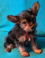 Red, a male Yorkshire Terrier for sale in Winchester, IN – 1 of 7