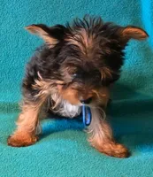 Blue , a male Yorkshire Terrier for sale in Winchester, IN – 5 of 10