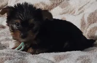 Teal Boy, a male Yorkshire Terrier for sale in Winchester, IN – 2 of 10