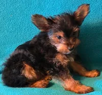 Red, a male Yorkshire Terrier for sale in Winchester, IN – 5 of 7