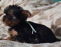 Teal Boy, a male Yorkshire Terrier for sale in Winchester, IN – 7 of 10