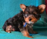 Blue , a male Yorkshire Terrier for sale in Winchester, IN – 9 of 10