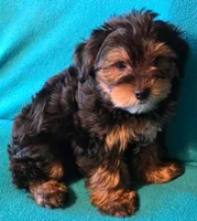 Orange, a male Yorkshire Terrier for sale in Winchester, IN – 6 of 9