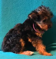 Purple , a female Yorkshire Terrier for sale in Winchester, IN – 8 of 9