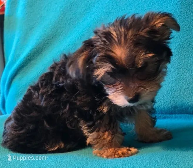Bronze – Yorkshire Terrier puppy for sale in Winchester, IN