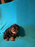 Bronze, a male Yorkshire Terrier for sale in Winchester, IN – 4 of 7