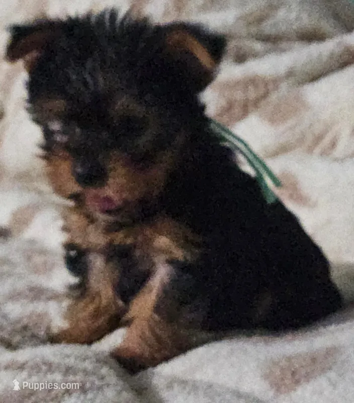Teal Boy – Yorkshire Terrier puppy for sale in Winchester, IN