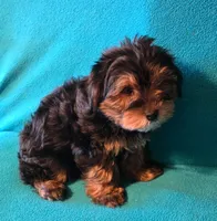 Orange, a male Yorkshire Terrier for sale in Winchester, IN – 8 of 9