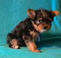 Blue , a male Yorkshire Terrier for sale in Winchester, IN – 2 of 10